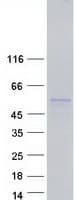 Human PDE9A Protein (Recombinant Myc-DDK (Flag))