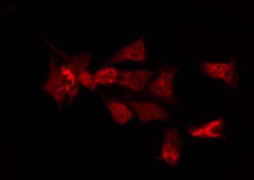 OR6C3 Antibody