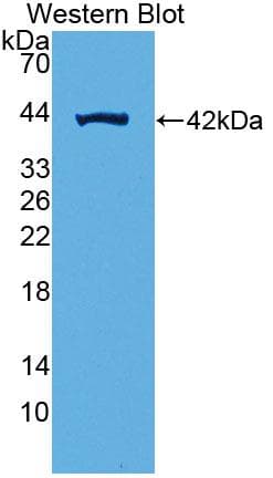 SDHC Antibody (aa1-72)