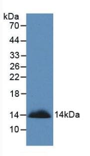 SEMA3A / Semaphorin 3A Antibody