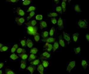 Monoclonal Mouse anti-Human XRCC6 / Ku70 Antibody (WB)