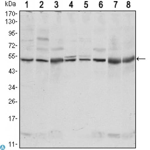 c-Src Kinase / CSK Antibody