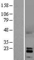 GDNF Protein (Over-Expression Lysate Myc-DDK (Flag))