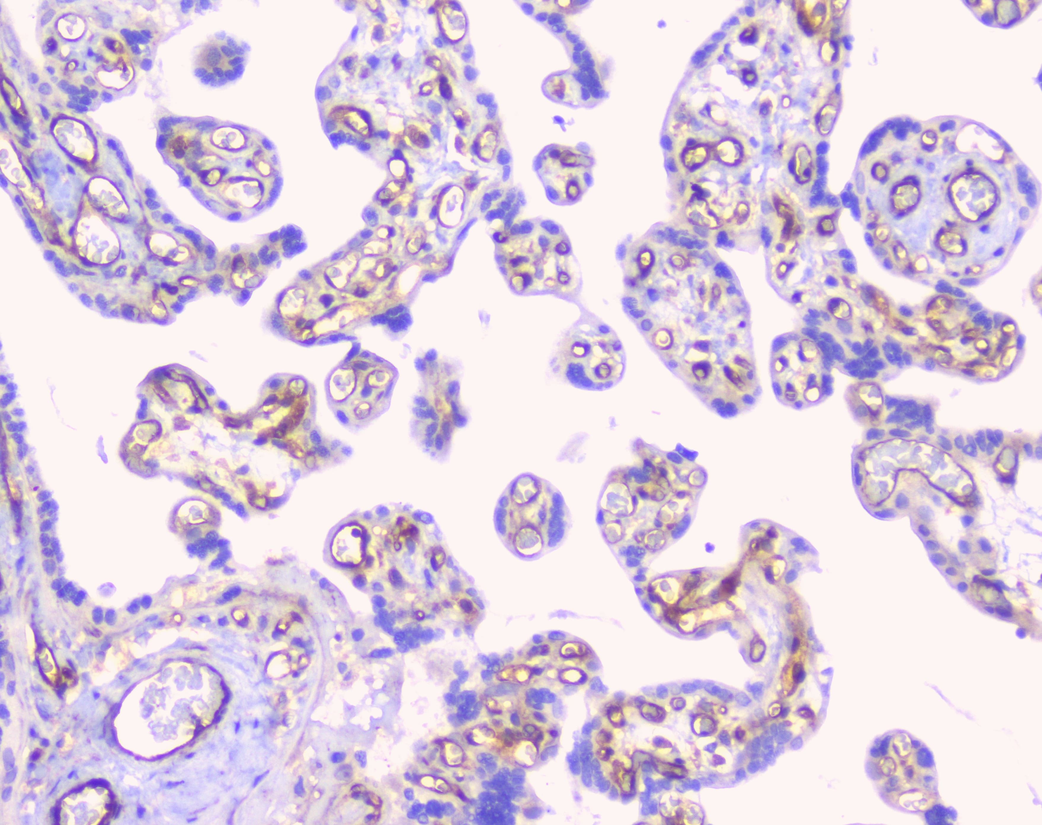 CD32A Antibody