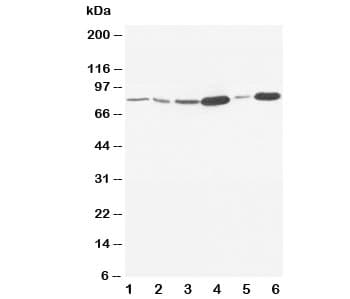 Polyclonal Rabbit anti-Human MMP9 / Gelatinase B Antibody (aa689-705, WB)