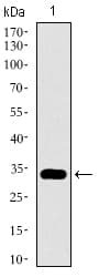 GATA6 Antibody (aa491-557, clone 2F10G3)