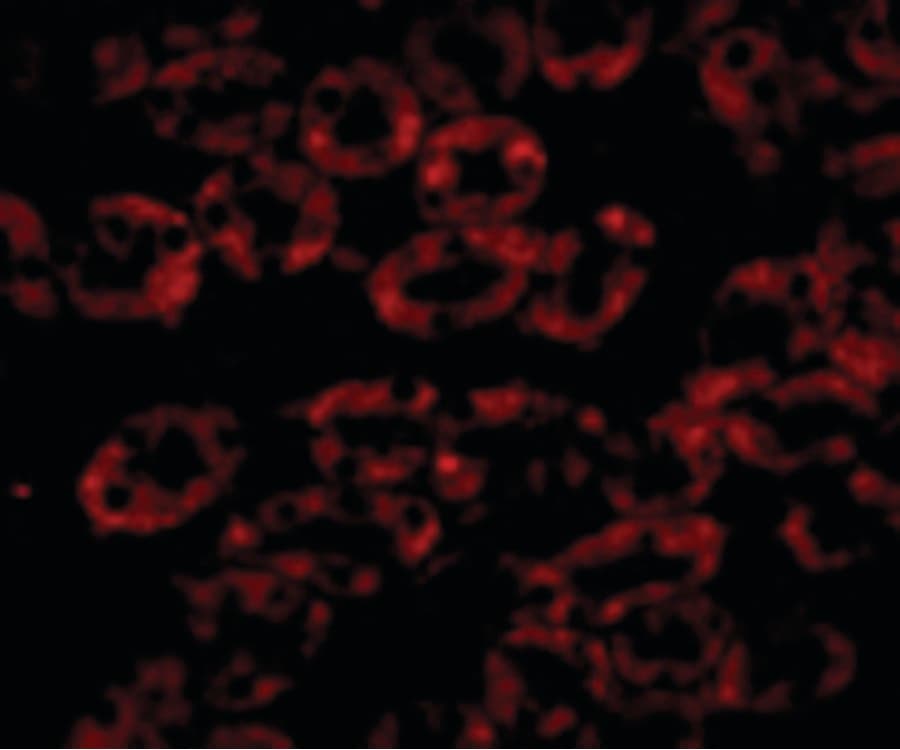 IHC-plus™ NPC / NPC1 Antibody