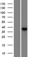 DMKN Protein (Over-Expression Lysate Myc-DDK (Flag))
