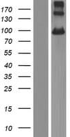 PCDHGB7 Protein (Over-Expression Lysate Myc-DDK (Flag))
