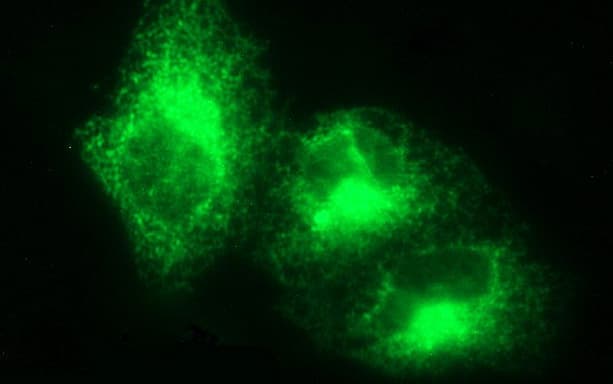 VEGFB Antibody (clone OTI2D6, Carrier-free)