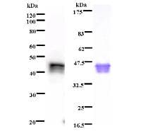 NPAT Antibody (clone 2648C6a)