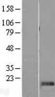 DNAJC24 Protein (Over-Expression Lysate Myc-DDK (Flag))