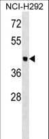 OTOL1 Antibody (aa11-39)