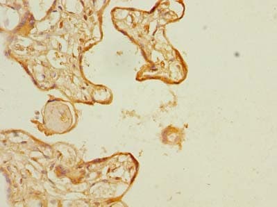 Polyclonal Rabbit anti-Human SLC6A16 Antibody (IHC)