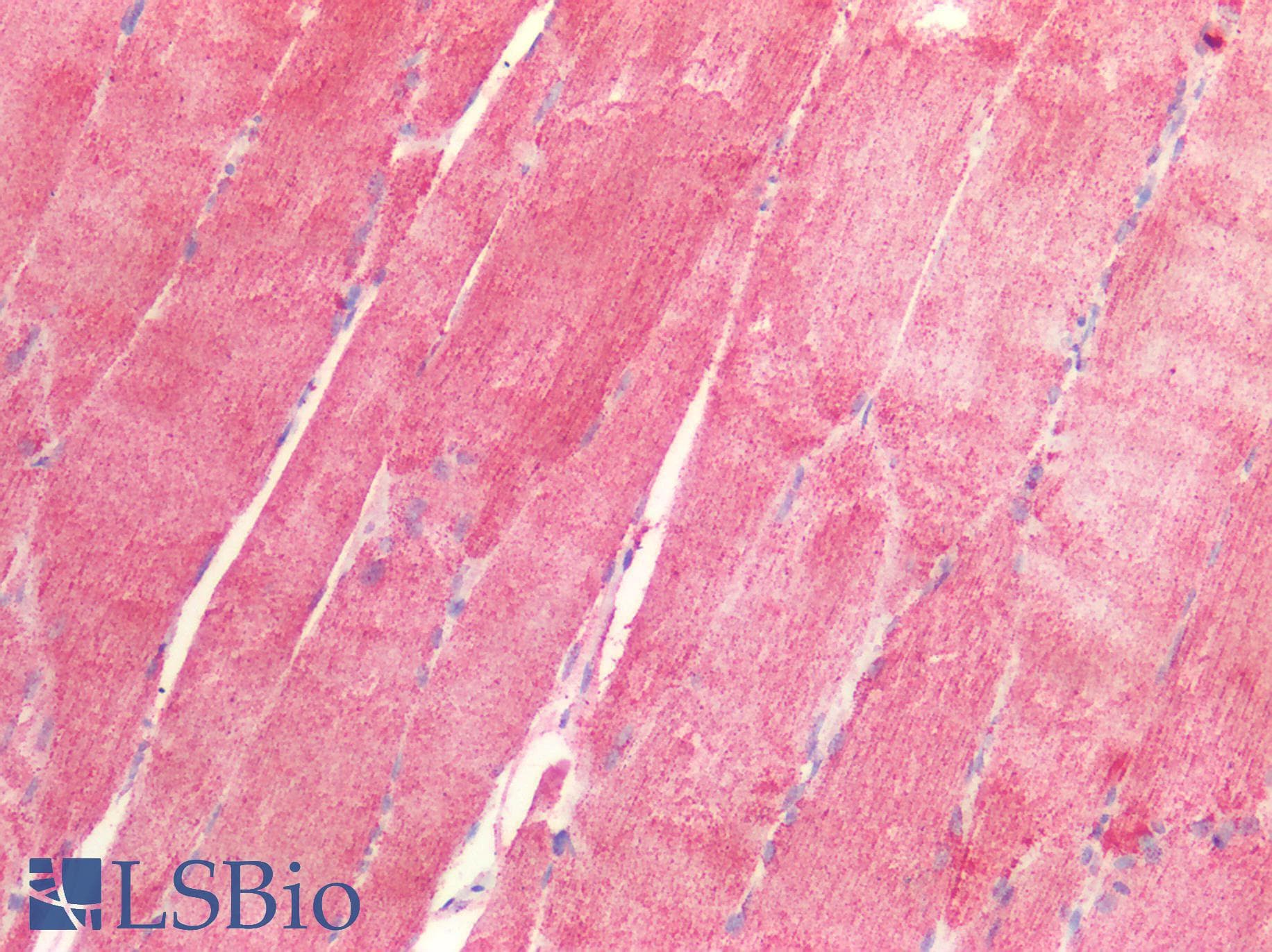 PathPlus™ PDH / Pyruvate Dehydrogenase Antibody (C-Terminus)