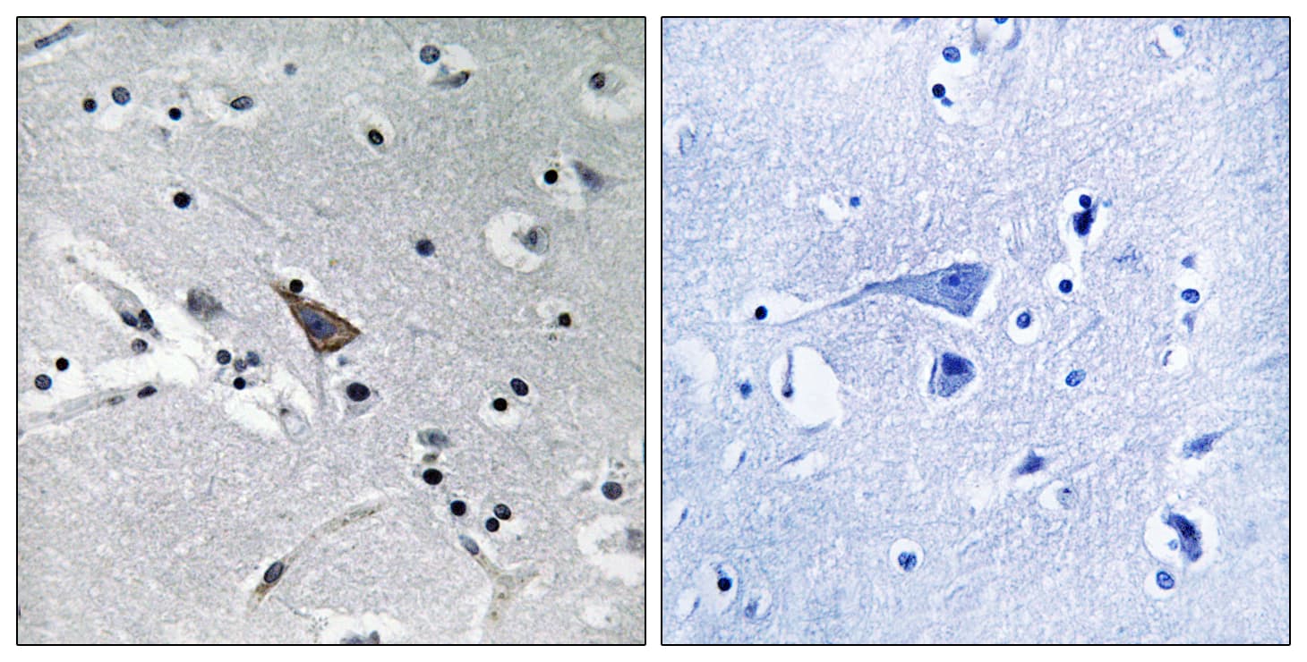 SLC6A16 Antibody (aa233-282)