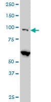 DAP-5 / EIF4G2 Antibody (clone 3B5)