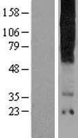 TAS2R16 / T2R16 Protein (Over-Expression Lysate Myc-DDK (Flag))