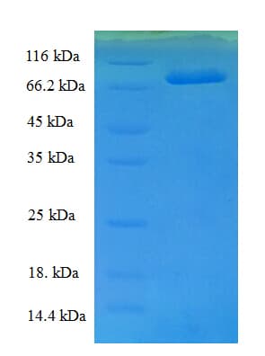 Cucurbita maxima AAO / L-Ascorbate Oxidase Protein (Recombinant His-SUMO)