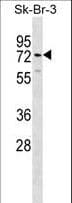 SIGLEC5 / CD170 Antibody (aa482-513)