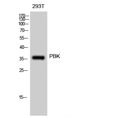 PBK / TOPK Antibody (1-80 aa)