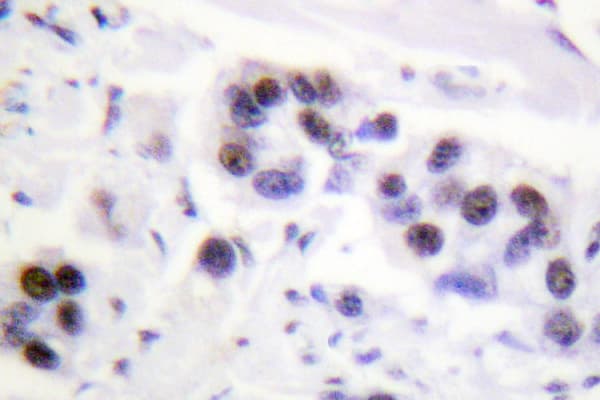 Polyclonal Rabbit anti-Human Histone H4 Antibody (Ser1, IHC, IF, WB)