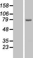 ALOX15 / 15-Lipoxygenase Protein (Over-Expression Lysate Myc-DDK (Flag))