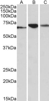 IHC-plus™ PDIA2 Antibody (aa477-489)