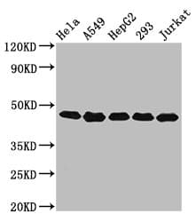 POLDIP3 / p46 Antibody