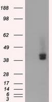 Basigin / Emmprin / CD147 Antibody (clone OTI3H1)