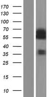 CDC25A Protein (Over-Expression Lysate Myc-DDK (Flag))