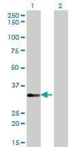 IHC-plus™ STK16 Antibody (clone M2)