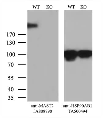 MAST205 / MAST2 Antibody (aa1482-1798, clone OTI3A5)