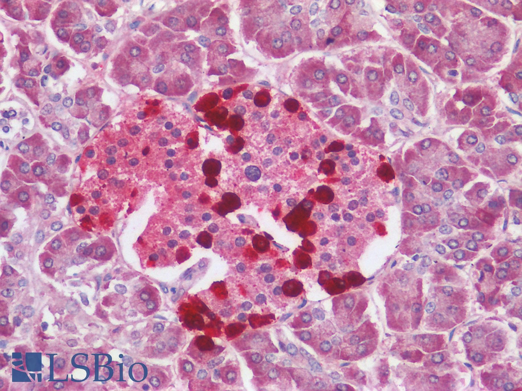 IHC-plus™ GCG / Glucagon Antibody