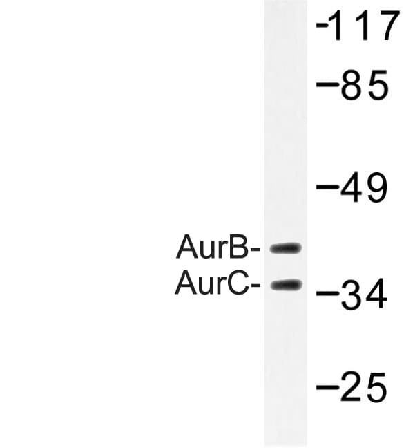 Aurora Kinase B+C Antibody (Lys197/170)