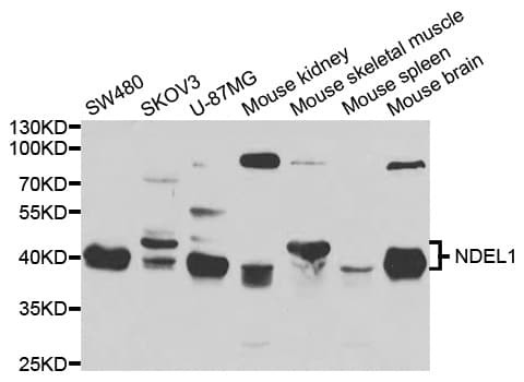 NUDEL / NDEL1 Antibody