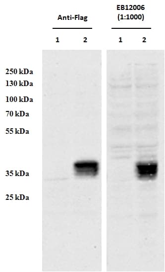 IHC-plus™ Polyclonal Goat anti-Human CCDC3 Antibody (aa134-148, IHC, WB)