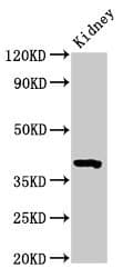 Polyclonal Rabbit anti-Mouse WNT3 Antibody (WB)