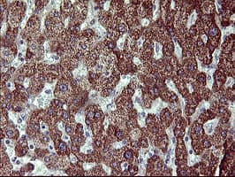 ACAA2 Antibody (clone OTI3H9)