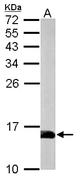 PFN2 / Profilin 2 Antibody (aa1-90)