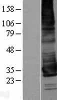 KCNK17 Protein (Over-Expression Lysate Myc-DDK (Flag))