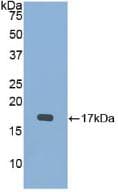 BMP15 Antibody (aa274-390)