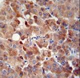 CHRDL1 Antibody (aa2-30)