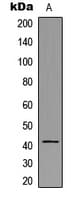 HLA-H Antibody (Internal)