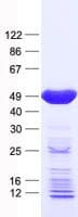 Human MAPK12 / ERK6 / SAPK3 Protein (Recombinant His, N-Terminal)