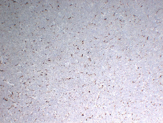 CD68 Antibody (clone ABT-CD68)