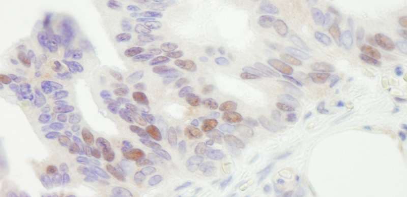 Polyclonal Goat anti-Human MCM4 Antibody (aa325-375, IHC, WB)