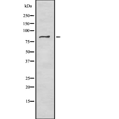 USP10 Antibody
