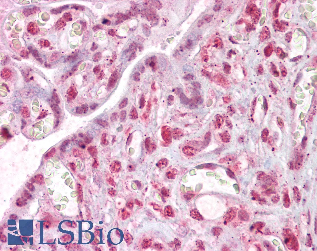 IHC-plus™ MLX / TCFL4 Antibody (aa217-231)