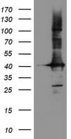 CRYZL1 Antibody (clone OTI2F9)